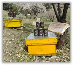 عسل کنار پارس کوئین 490 و 950 گرم