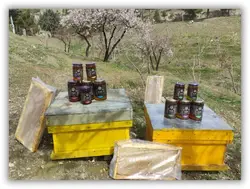 عسل چهل گیاه پارس کوئین 490 و 950 گرم