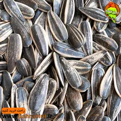 تخم افتابگردان کانادایی(بسته یک کیلوگرمی)