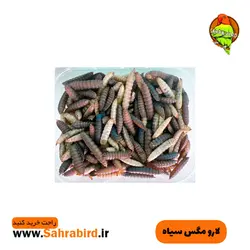 لارو مگس سیاه