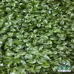 دیوار سبز مصنوعی مدل پرتقالی