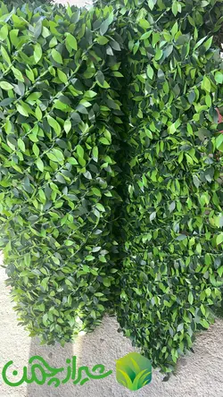 فنس برگی پرتقالی ارتفاع 1.5 متر