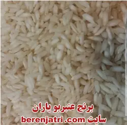 برنج ایرانی عنبربو یاران امسال، ضمانت 100%اصل، پلمپ، بدون قاطی فوق ممتاز - بسته 10 کیلوگرم