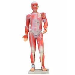 بازی آموزشی طرح مولاژ عضلات بدن انسان 1/2 اندازه طبیعی