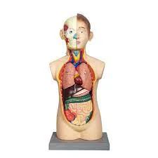 بازی آموزشی مدل مولاژ آناتومی بدن انسان 2/3 اندازه طبیعی