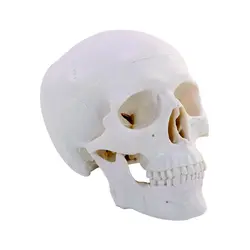 بازی آموزشی مدل مولاژ مینی جمجمه انسان کد A015