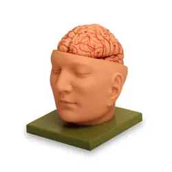 مولاژ سر با نمایش مغز اندازه طبیعی