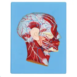 مولاژ عضلات سر و گردن اندازه طبیعی