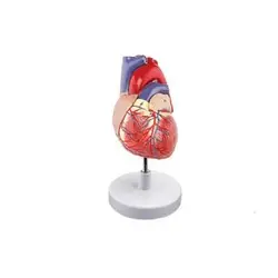 مولاژ قلب انسان (اندازه طبیعی)