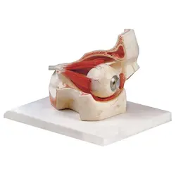 مولاژ کره چشم با نمایش ماهیچه 10 برابر اندازه طبیعی