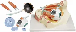 مولاژ کره چشم با نمایش ماهیچه 10 برابر اندازه طبیعی