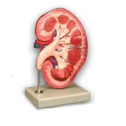 مولاژ کلیه ایستاده