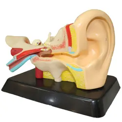 مولاژ گوش انسان 3 برابر اندازه طبیعی