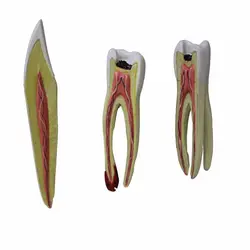 مولاژ  دندان سری 3 عددی