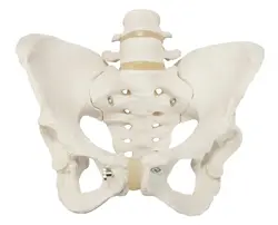 مولاژ استخوان بندی اسکلت لگن خاصره 3 قسمتی اندازه طبیعی