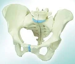 مولاژ استخوان بندی اسکلت لگن خاصره 3 قسمتی اندازه طبیعی