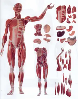مولاژ تمام تنه عضلات با نمایش اندام داخلی (27 قسمتی 1/2 اندازه طبیعی)