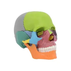 مولاژ جمجمه انسان رنگی