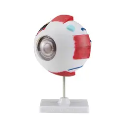 مولاژ چشم 20 برابر اندازه طبیعی