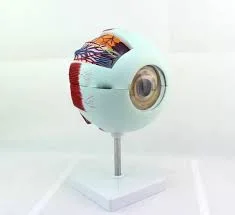 مولاژ چشم 20 برابر اندازه طبیعی