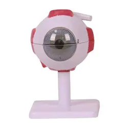 مولاژ چشم انسان 10 برابر اندازه طبیعی