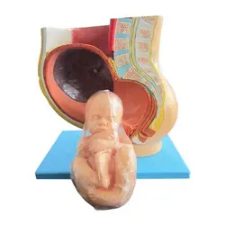 مولاژ حاملگی نمایش جنین 9 ماهه در رحم