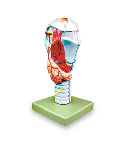 مولاژ حنجره اندازه طبیعی