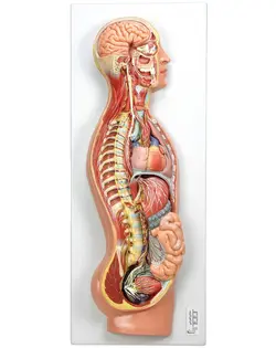 مولاژ دستگاه عصبی خودکار( غیر ارادی ) 80x30