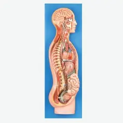 مولاژ دستگاه عصبی خودکار( غیر ارادی ) 80x30