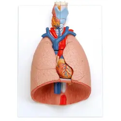 مولاژ دستگاه تنفس اندازه طبیعی