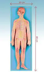 مولاژ دستگاه عصبی 80x30