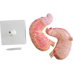 مولاژ معده انسان اندازه طبیعی