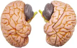 مولاژ مغز 2 قسمتی انسان اندازه طبیعی