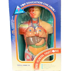 مولاژ مینی نیم تنه با نمایش عضلات انسان 1/4 اندازه طبیعی مدل 7P