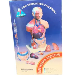 مولاژ مینی نیم تنه با نمایش عضلات انسان 1/4 اندازه طبیعی مدل 7P