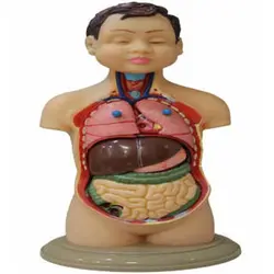 مولاژ نیم تنه انسان مدل عروسکی 1/4 اندازه طبیعی