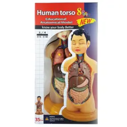 مولاژ نیم تنه انسان مدل عروسکی 1/4 اندازه طبیعی