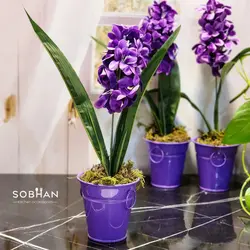 گلدان سنبل خارجی