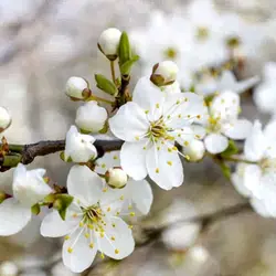 پوستر دیواری طرح گل یاس سفید