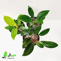 پک فیلودندرون 3تایی | فروشگاه اینترنتی هیبوگل|خریدآنلاین گل و گیاهان آپارتمانی و کلکسیونی