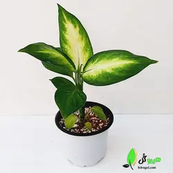 دیفن کاملیا | فروشگاه اینترنتی هیبوگل|خریدآنلاین گل و گیاهان آپارتمانی و کلکسیونی