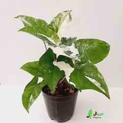 سینگونیوم ابلق | فروشگاه اینترنتی هیبوگل|خریدآنلاین گل و گیاهان آپارتمانی و کلکسیونی