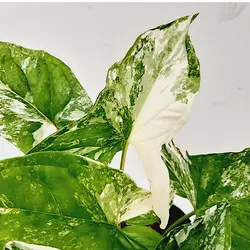 سینگونیوم ابلق | فروشگاه اینترنتی هیبوگل|خریدآنلاین گل و گیاهان آپارتمانی و کلکسیونی