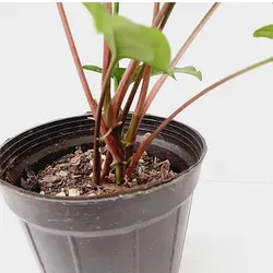 سینگونیوم ابلق | فروشگاه اینترنتی هیبوگل|خریدآنلاین گل و گیاهان آپارتمانی و کلکسیونی