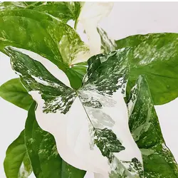 سینگونیوم ابلق | فروشگاه اینترنتی هیبوگل|خریدآنلاین گل و گیاهان آپارتمانی و کلکسیونی