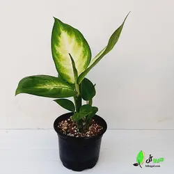 دیفن کاملیا پاجوش دار | فروشگاه اینترنتی هیبوگل|خریدآنلاین گل و گیاهان آپارتمانی و کلکسیونی