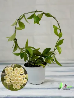 هویا لاکونزا | فروشگاه اینترنتی هیبوگل|خریدآنلاین گل و گیاهان آپارتمانی و کلکسیونی