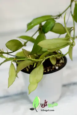هویا لاکونزا | فروشگاه اینترنتی هیبوگل|خریدآنلاین گل و گیاهان آپارتمانی و کلکسیونی