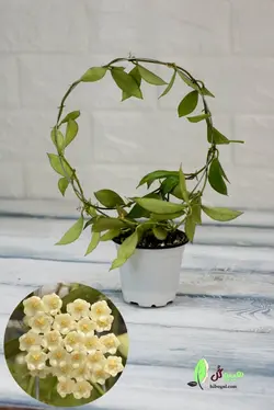 هویا لاکونزا | فروشگاه اینترنتی هیبوگل|خریدآنلاین گل و گیاهان آپارتمانی و کلکسیونی