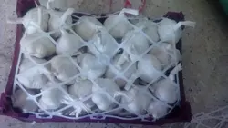 سیر سوپر ویژه
